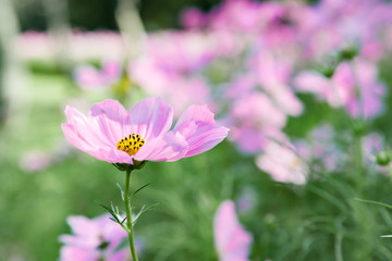 Obraz premium Pink blooming cosmos flower in garden