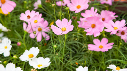 Fototapeta premium Pink blooming cosmos flower in garden
