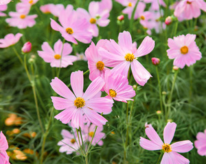 Pink blooming cosmos flower in garden