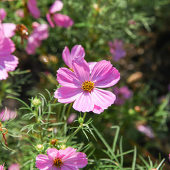Obraz premium Pink blooming cosmos flower in garden