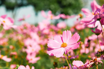 Fototapeta premium Pink blooming cosmos flower in garden
