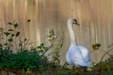 schwan auf dem weg ins wasser