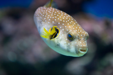  Spotted puffer fish in an aquarium underwater © IvSky