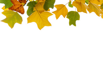 Autumn leaves on isolated white background, Switzerland.