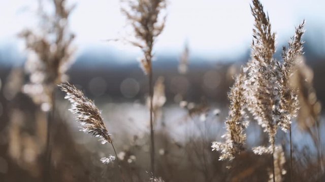 Closeup macro video of beautiful fluffy brown sunny wild grass growing outside in countryside meadow near river. Soft plants sparkling in sunset backlight. Real time full hd video footage.