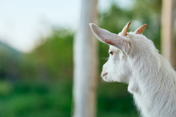 Fototapeta premium portrait of a goat