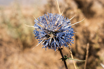 Blue thistle in the wild close up