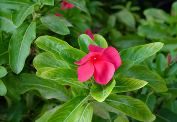 Periwinkle blooms perennial evergreen