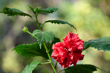 Terry red hibiscus flower