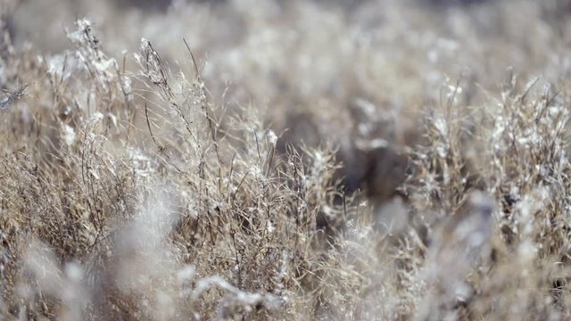 Closeup view of fluffy wild grass growing in winter meadow on sunny warm day. Real time full hd video footage.