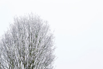 Cime d'arbre givrée sur fond de ciel blanc