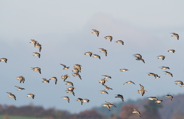 Red Knot, Grey Plover and Dunlin birds flying over sea at daytime