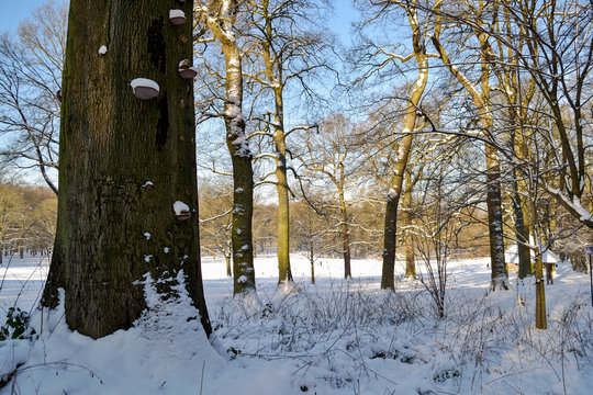 Amadou sous la neige par un beau soleil d'hiver