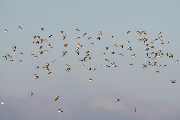 Red Knot, Grey Plover and Dunlin birds flying over sea at daytime