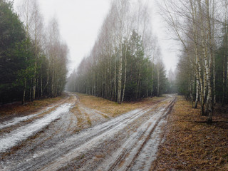 the first snow covered the ground in birch.