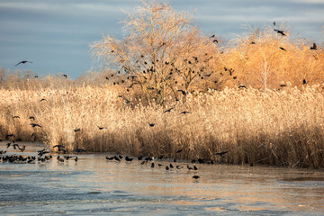 A flock of black crows sits on the branches of a tree near the river