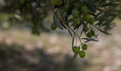 Olive plant, Dalmatia, Croatia