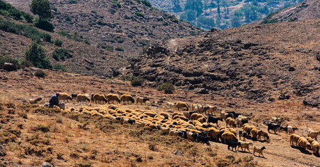Shepherd in the Lebanon mountains guarding a flock of sheep
