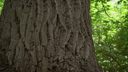 Tall trees isolated on white background. Old oak in the maple forest.