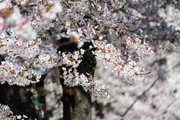 隅田公園の桜。墨田　東京　日本。４月上旬。