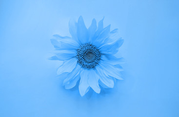 Classic blue color flower,copy space for your text or design, top view, flat lay.