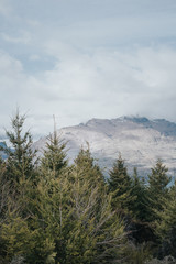 Amazing view from Queenstown hills with snow capped mountains and pine forest.