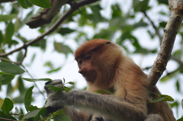 : a female proboscis monkey (Bekantan) is sitting on a tree branch while eating young leaves. In Borneo, Indonesia.