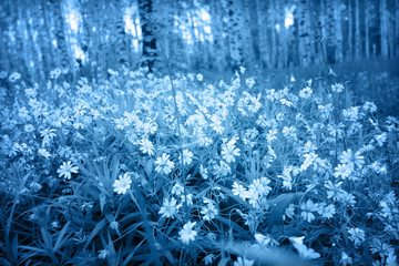 Wild flowers  background, low key dark photo, classic blue trend color