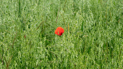 A single cornflower in the wheat field