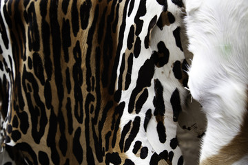 Animal skins fur