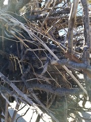 tree, nature, wood, forest, root, roots, plant, trees, branch, green, texture, water, branches, old, natural, landscape, leaf, environment, autumn, dry, winter, trunk