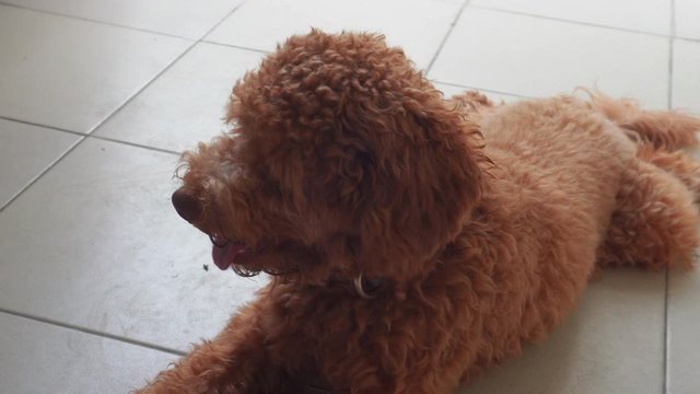 4K footage of happy joyful puppy lying on the floor
