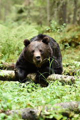 big male brown bear in forest