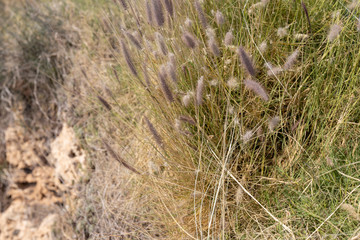 Fototapeta premium green grass and plant close up