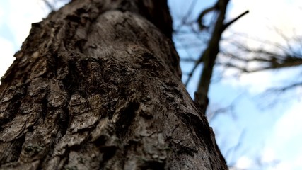Tree bark closeup, view from below in blue sky, autumn forest with bare branches.