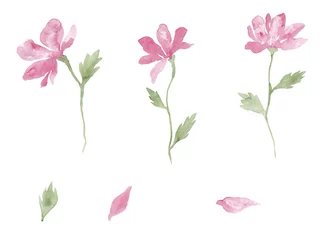 Fototapete Magnolie Rosa Blumen blühen Set, Aquarellmalerei - handgezeichnete Pflanze isoliert auf weißem Hintergrund