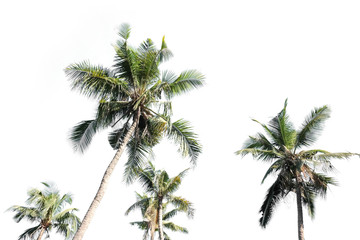 Fototapeta na wymiar Group of coconut palm trees isolated with white background or wallpaper