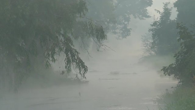 Trees with fog in the morning ,Chiangmai Thailand
