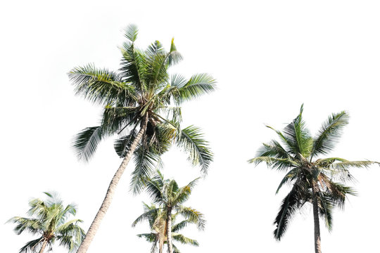 Group of coconut palm trees isolated with white background or wallpaper