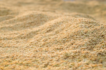 Yellow paddy rice on the rice drying area for sunlight to reduce moisture in the rice seeds in evening.