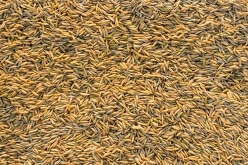 Pattern yellow paddy seeds close-up.