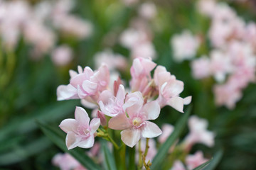 A bouquet of pink flowers in the green leaves