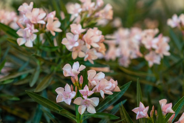 A bouquet of pink flowers in the green leaves