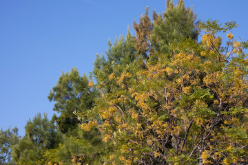 blue sky and green leaves