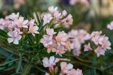 A bouquet of pink flowers in the green leaves