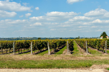 Fototapeta na wymiar View of vineyard in the southern part of France