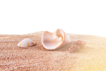 Obraz na płótnie Canvas Different small sea shells on fine sand. Isolated on white background. Sunset time. Flare light.