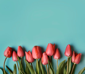 Red tulip flower on pastel blue background from above. Spring bud bouquet creative frame design....