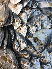 fresh fish on the market