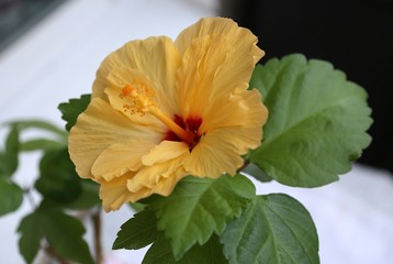 Large yellow open flower with red middle